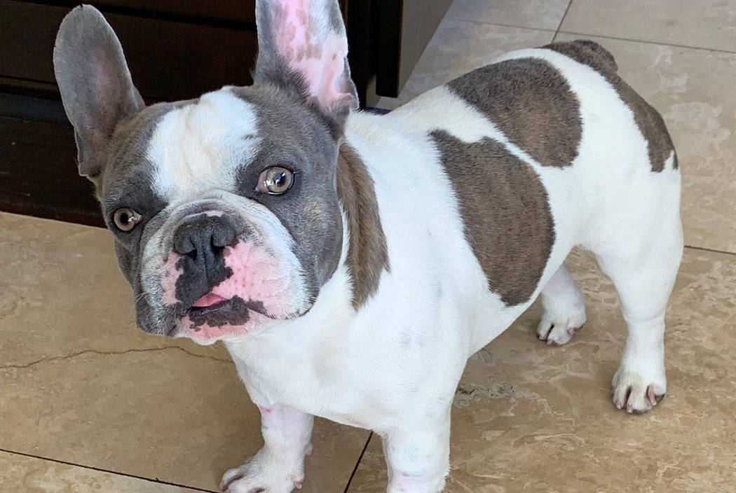This 18-month-old French Bulldog named Blu Theo is owned by Las Vegas City Councilwoman Victori ...