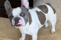 This 18-month-old French Bulldog named Blu Theo is owned by Las Vegas City Councilwoman Victori ...