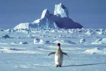 A penguin appears in Antarctica during the southern hemisphere's summer season. (AP Photo/Rodri ...