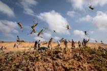 In this photo taken Wednesday, Feb. 5, 2020, young desert locusts that have not yet grown wings ...