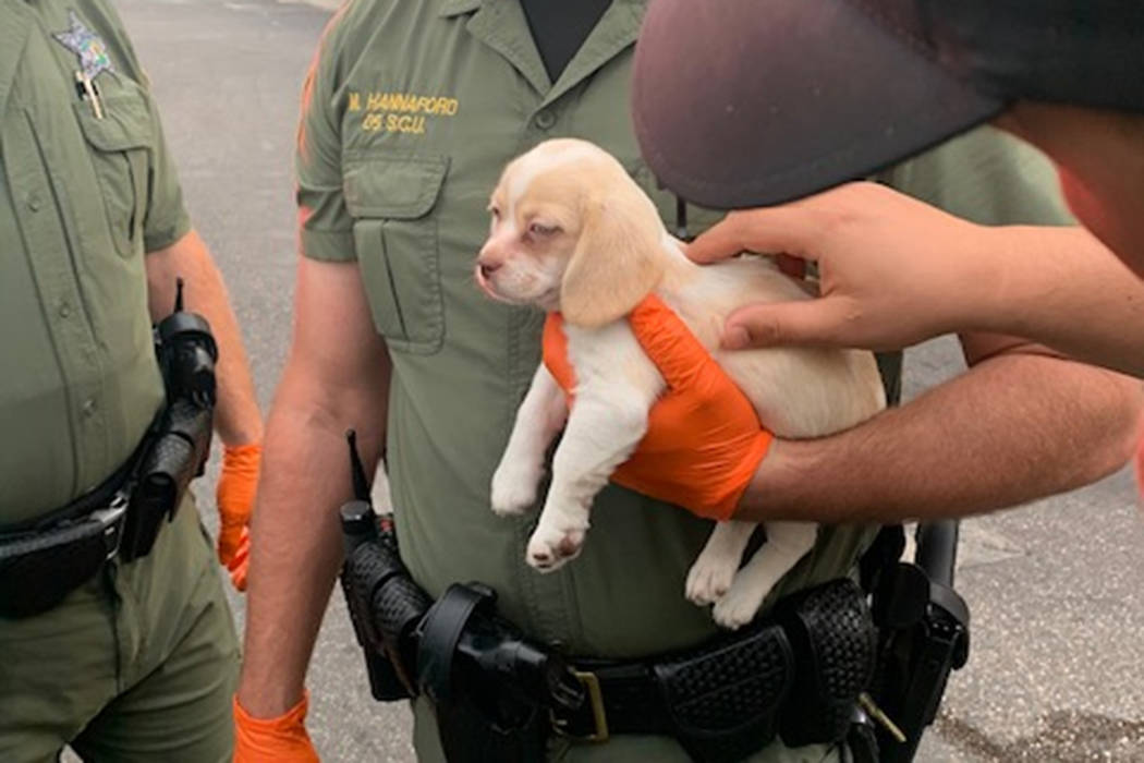 (Hillsborough County Sheriff's Office)