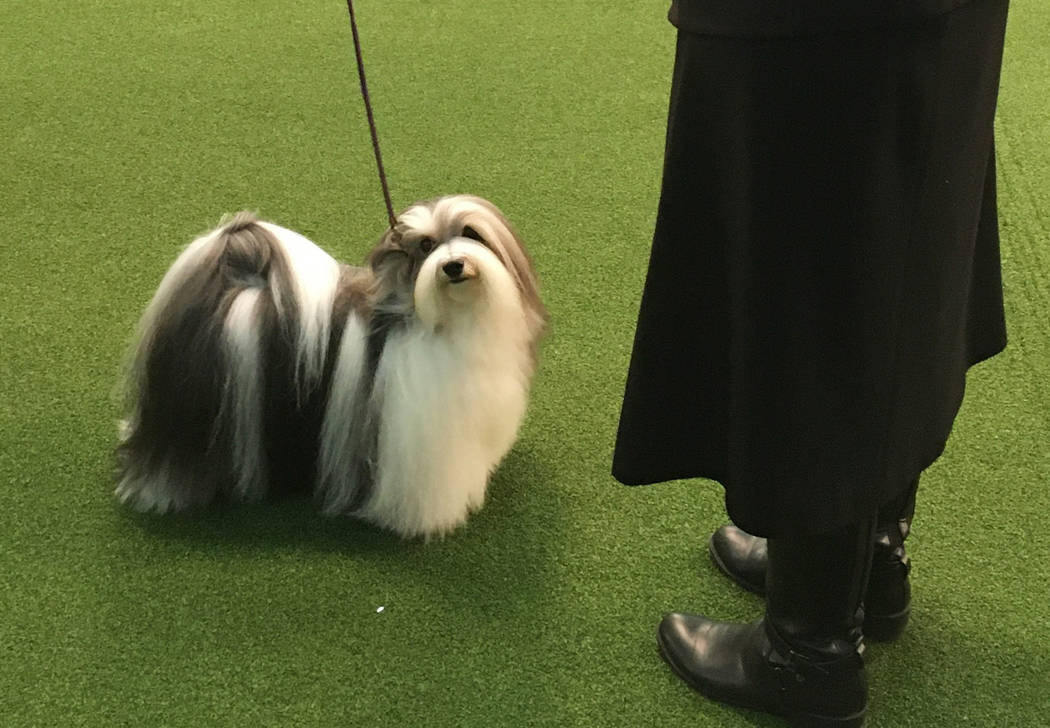 Taffe deals mcfadden havanese
