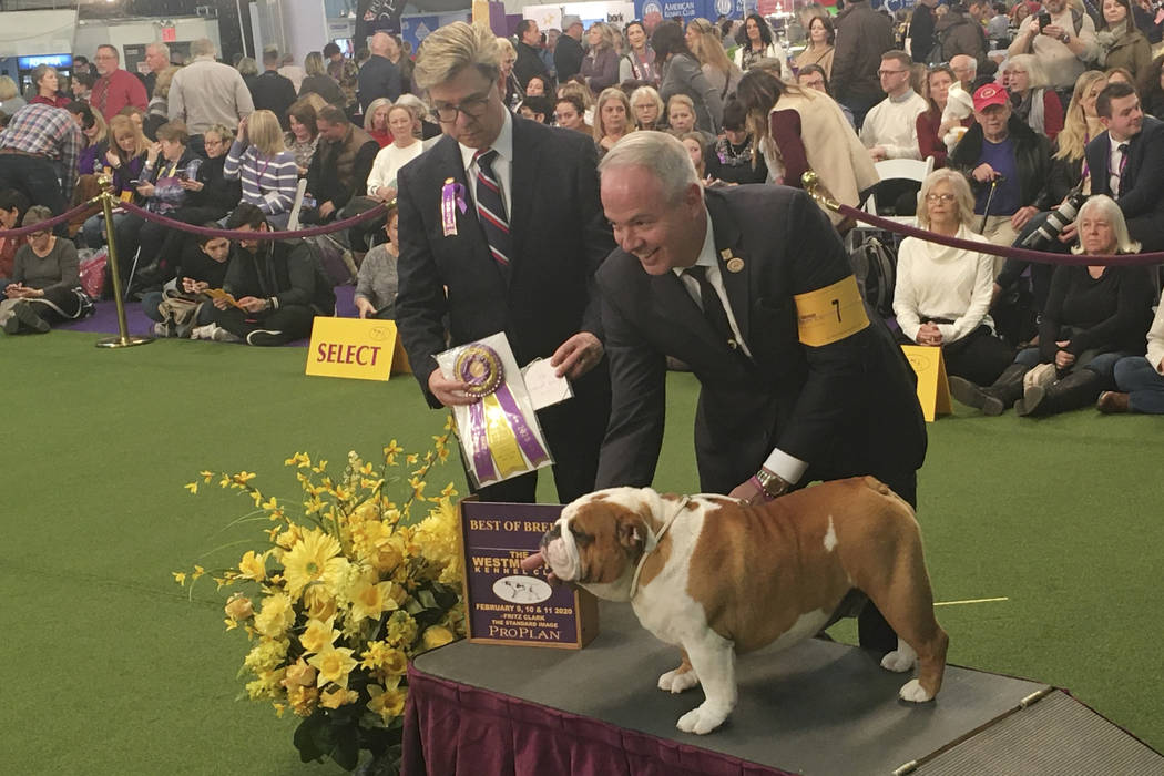 Thor the bulldog poses with handler Eduardo Paris after winning best of breed at the 144th West ...