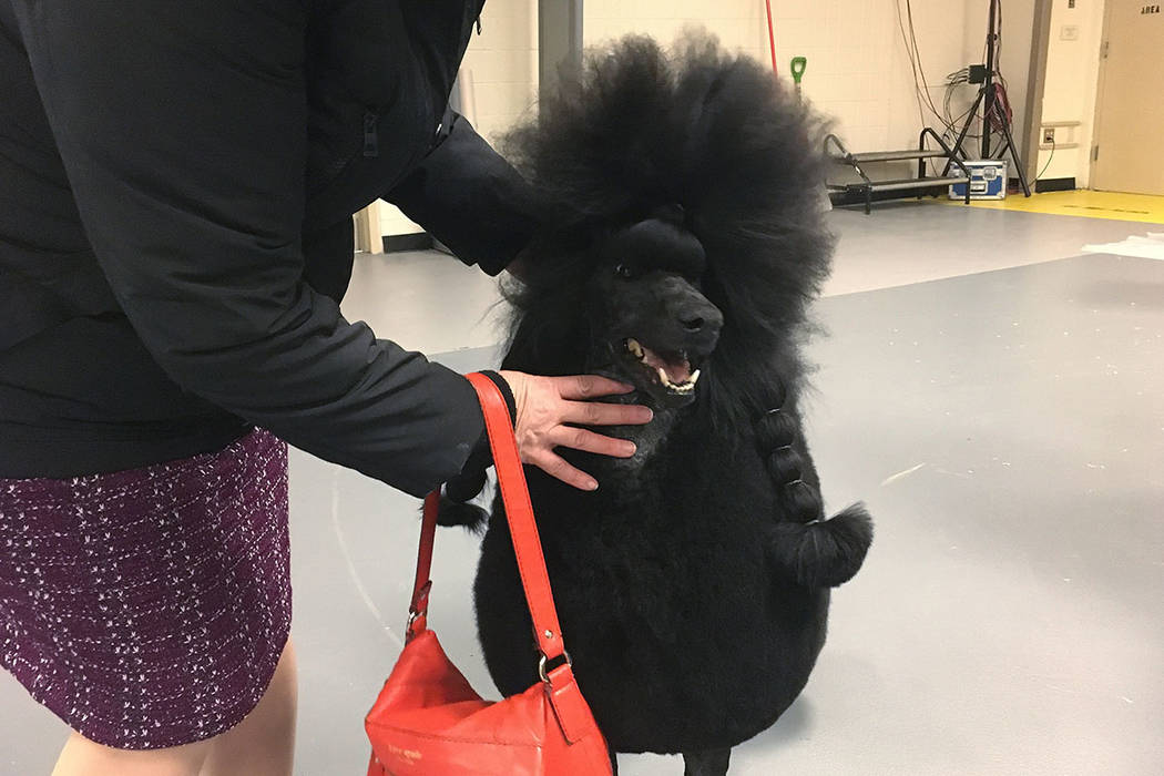 Siba the standard poodle won the nonsporting group at the Westminster Kennel Club on Monday, Fe ...