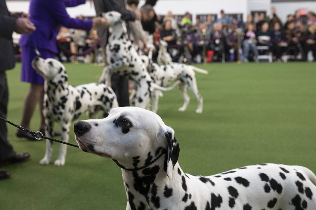Happy Meal fuels poodle’s quest at Westminster dog show Las Vegas
