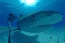 A still from the upcoming Shark Reef Aquarium virtual-reality film “Shark Dive.” (Courtesy, ...