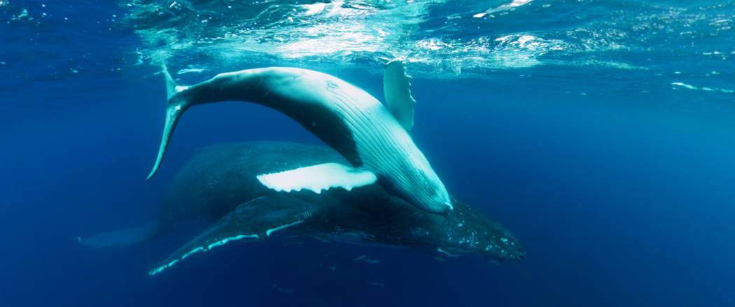 A still from the upcoming Shark Reef Aquarium virtual-reality film “Swimming with Humpbacks." ...