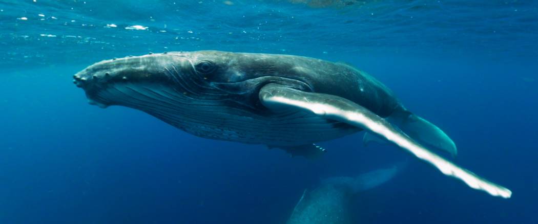 A still from the upcoming Shark Reef Aquarium virtual-reality film “Swimming with Humpbacks." ...