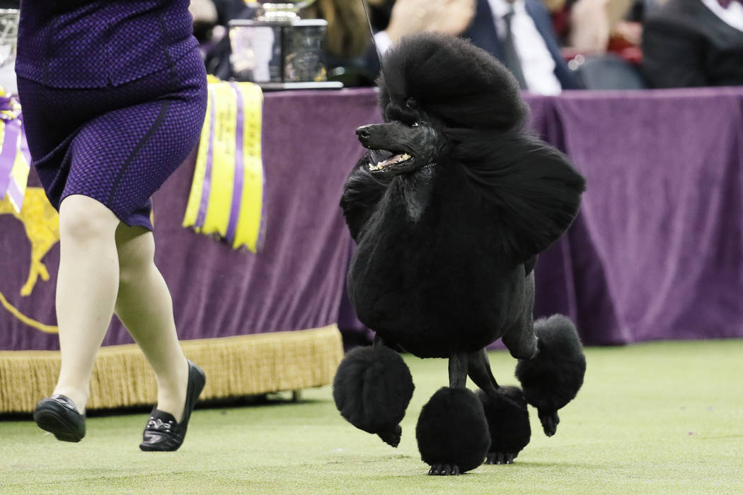 Siba, the standard poodle, competes for Best in Show during the 144th Westminster Kennel Club d ...