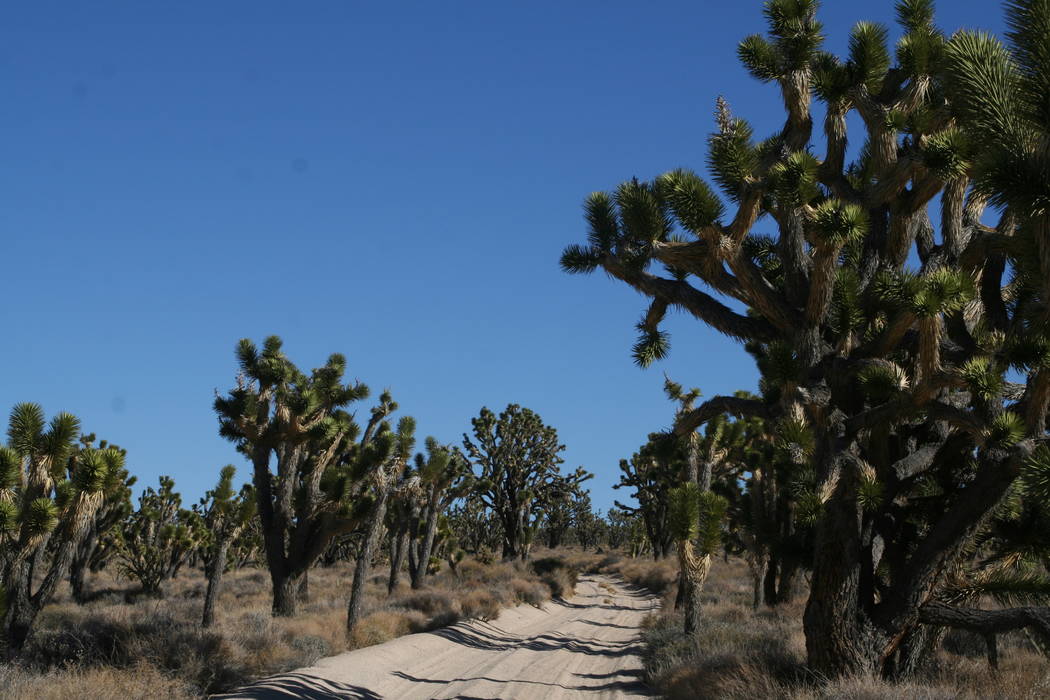 Joshua trees thrive in many areas of the Mojave National Preserve. (Deborah Wall/Las Vegas Revi ...