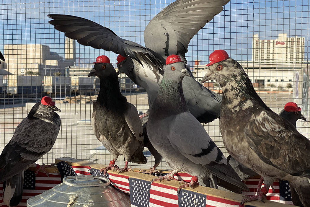 An anonymous group going by the acronym P.U.T.I.N. released birds fitted with Make America Grea ...