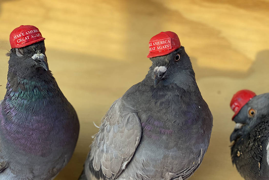 An anonymous group going by the acronym P.U.T.I.N. released birds fitted with Make America Grea ...