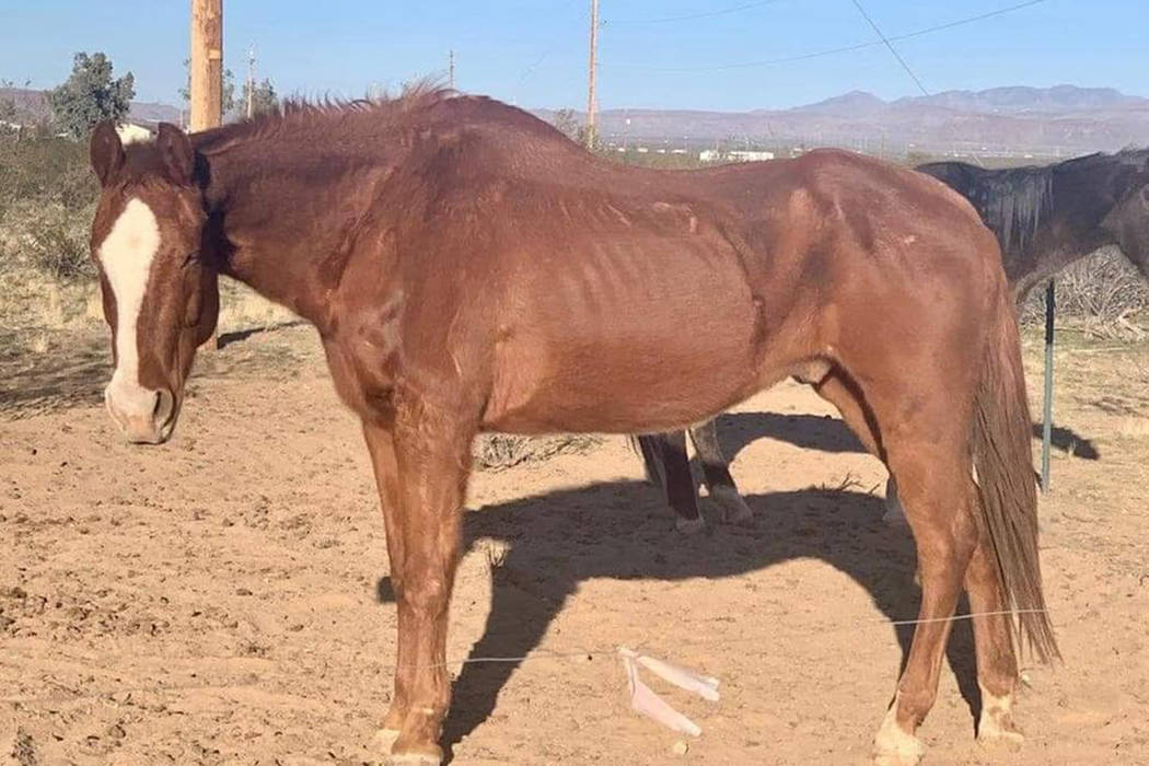 Horses suffering from malnutrition are seized by deputies Wednesday, Feb. 19, 2020, at a ranch ...