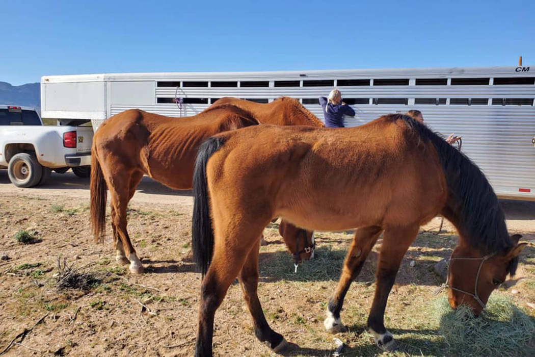 Horses suffering from malnutrition are seized by deputies Wednesday, Feb. 19, 2020, at a ranch ...