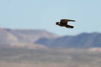 An adult peregrine falcon circles near its nest on a ledge overlooking Lake Mead. (Las Vegas Re ...