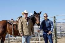 This is one of the 13 wild horses adopted Saturday, Feb. 22, 2020, at the Northern Nevada Corre ...