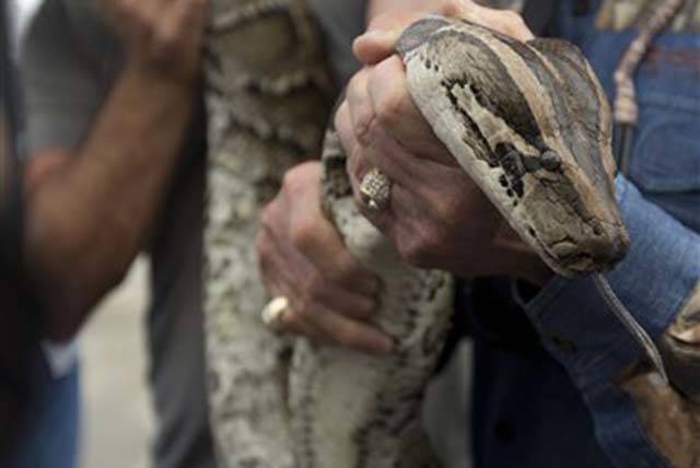 A captured 13-foot-long Burmese python is displayed for snake hunters and the media before head ...