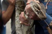 A captured 13-foot-long Burmese python is displayed for snake hunters and the media before head ...
