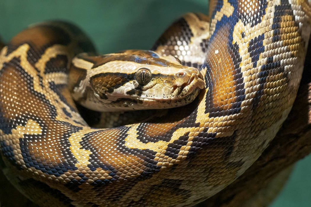 Burmese python (Getty Images)
