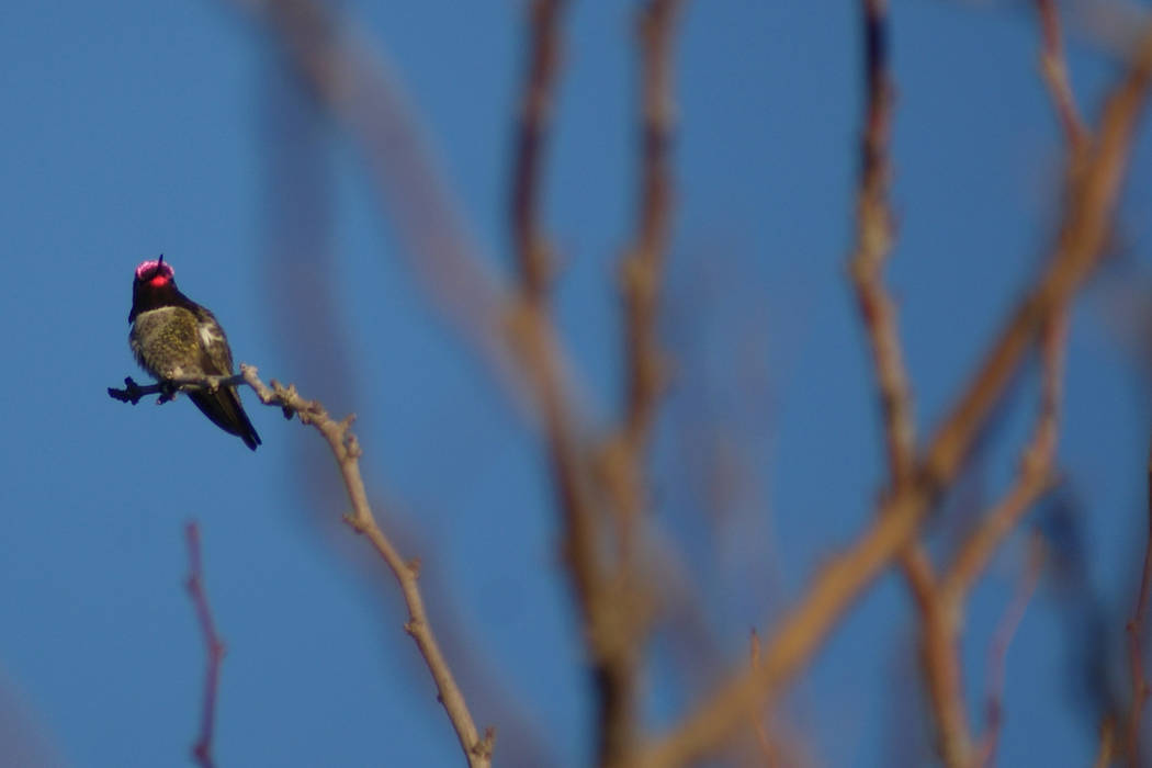 Allegro Park, where this Anna's hummingbird was warming up recently on a chilly morning, is one ...