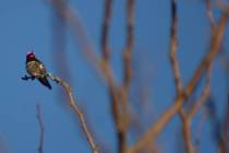 Allegro Park, where this Anna's hummingbird was warming up recently on a chilly morning, is one ...