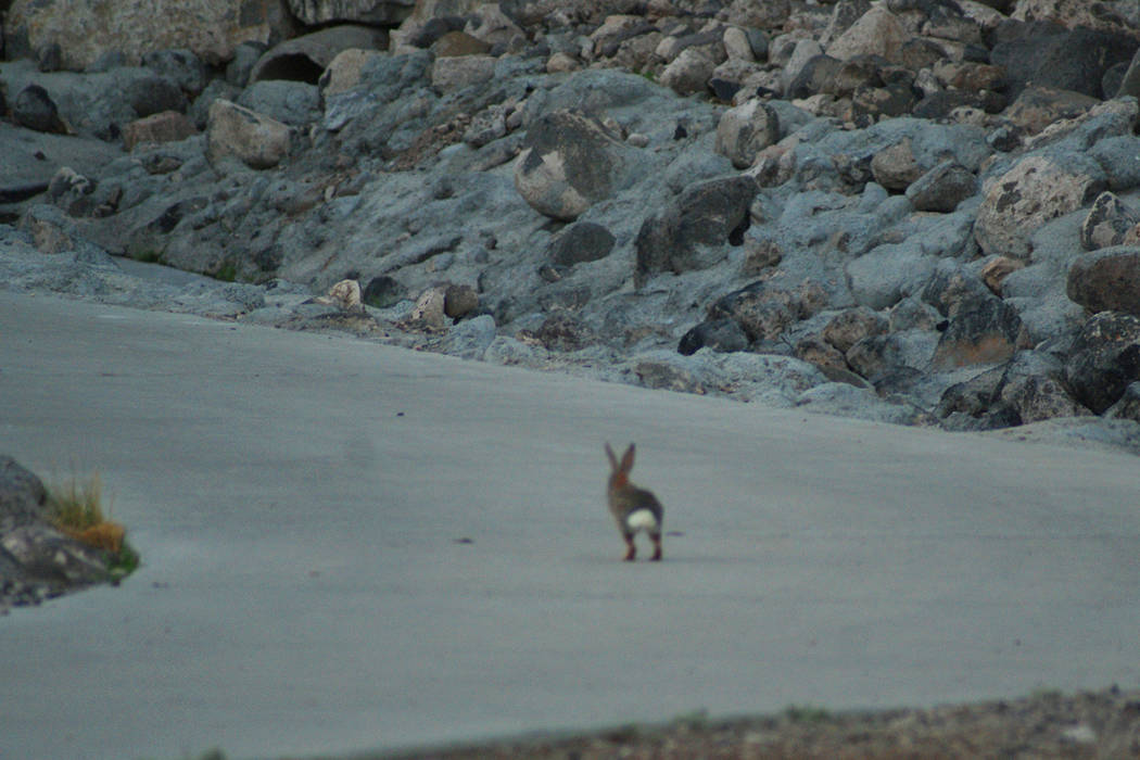 A desert cottontail hops down a trail near Allegro Park, which is perched above a multi-use tra ...