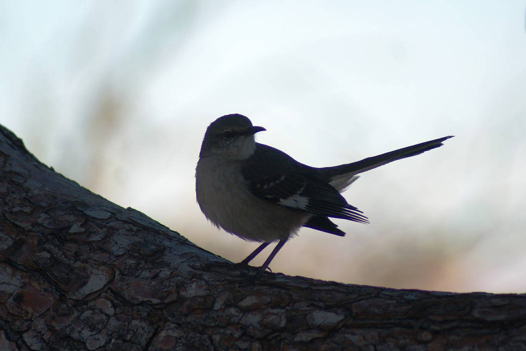 A northern mockingbird rests on a branch after foraging at Sonata Park, one of four parks walke ...
