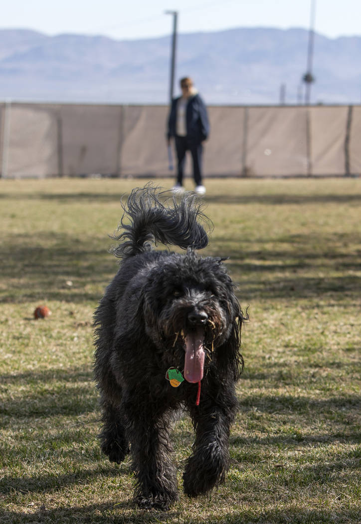 Lucy plays ball with her owner, Marcia Floyd, at the temporary dog park at Hidden Hills Park on ...