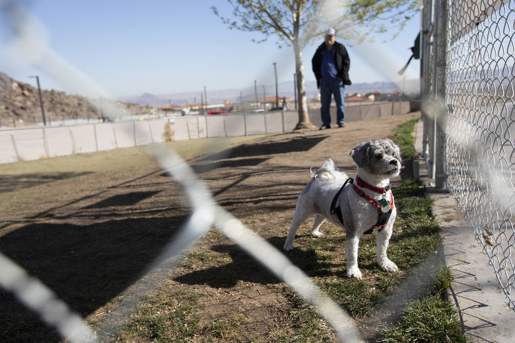 5-year-old Barney looks at incoming friends while his owner Richard Bass watches in the tempora ...