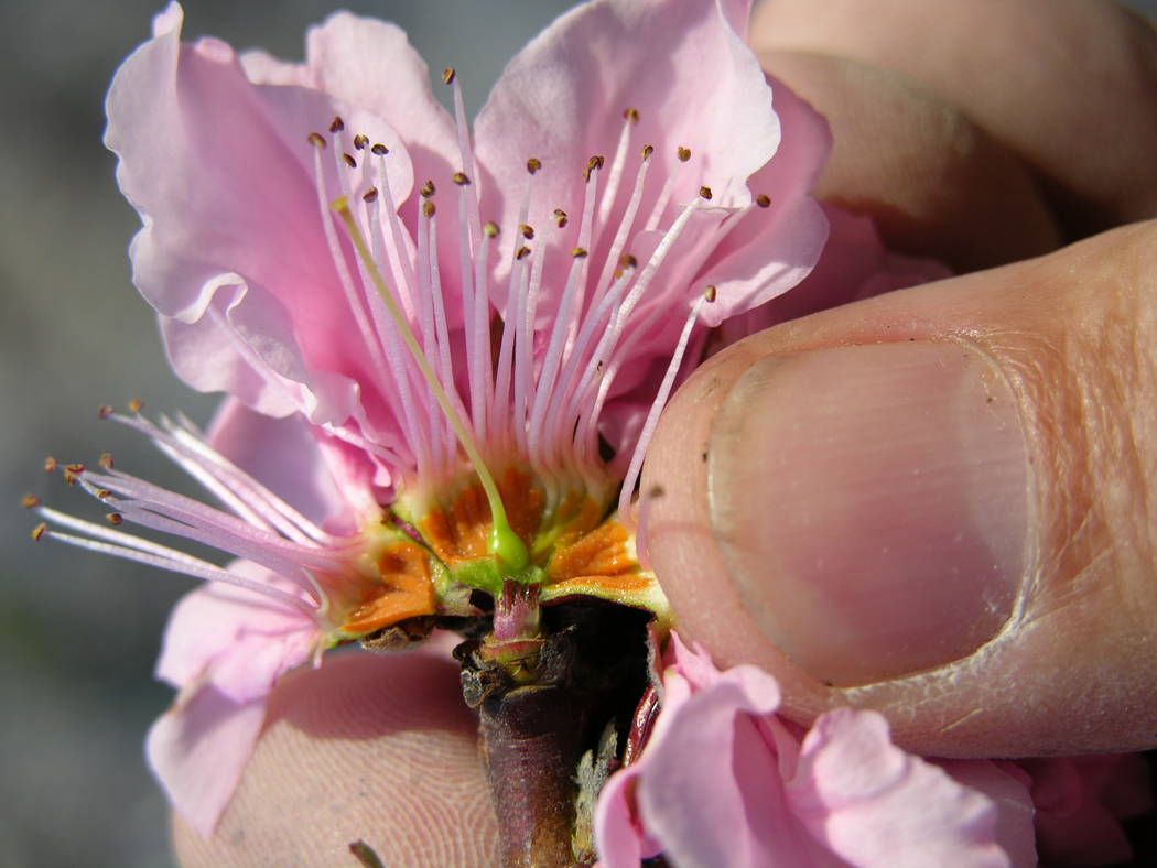 The location of a fruit tree in a landscape can encourage or discourage its flowering. (Bob Morris)