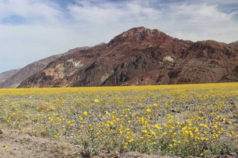 There will probably not be a “Super bloom” this year, like in 2016, but there will always b ...