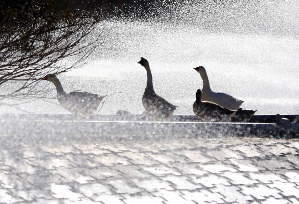 Pekin ducks walk along the pond at Sunset Park during a sunny morning on Wednesday, March 4, 20 ...