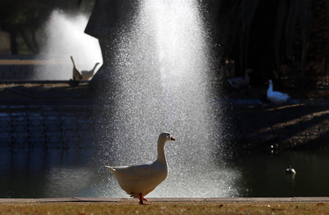 A Pekin duck walks along the pond at Sunset Park during a sunny morning on Wednesday, March 4, ...