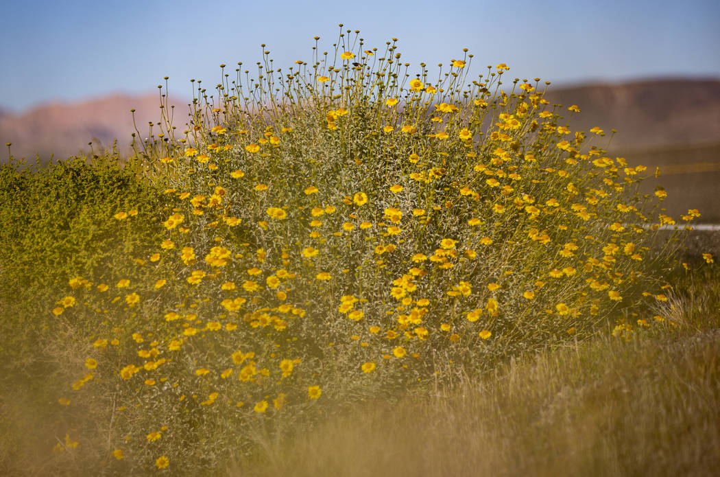 A view of wildflowers around the 33 Hole scenic overlook at Lake Mead National Recreation Area ...
