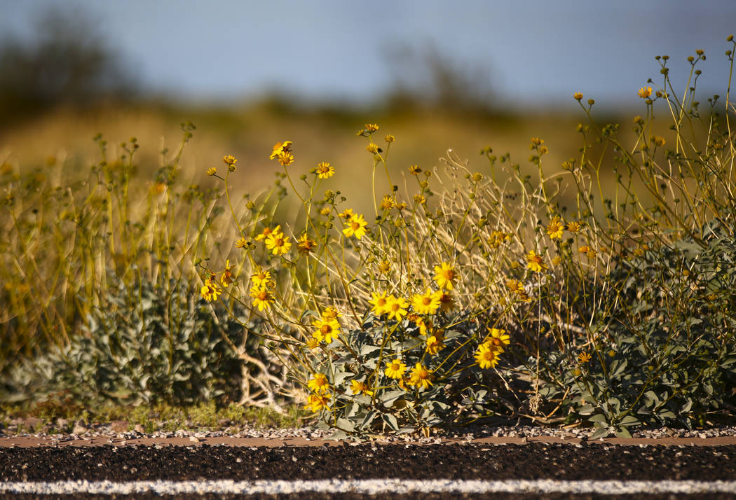 A view of wildflowers near Boulder Beach at Lake Mead National Recreation Area on Wednesday, Ma ...