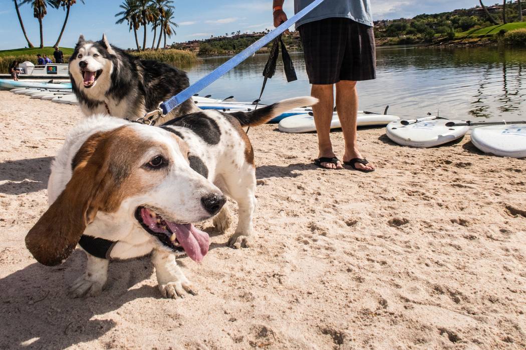 The third annual Lake Las Vegas Sports Club Day will feature a pet parade May 16. (Lake Las Vegas)