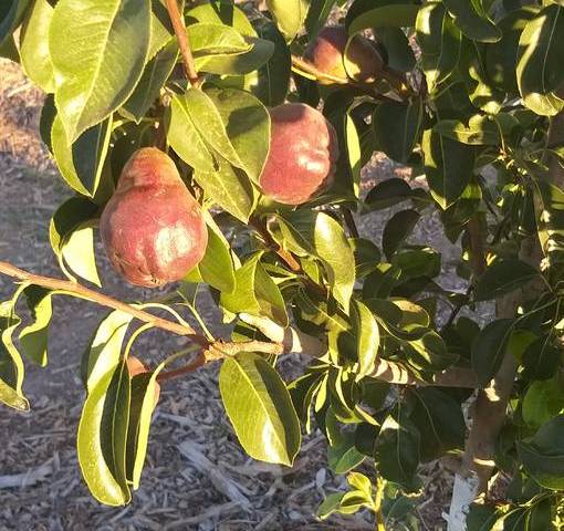Bob Morris Red Barlett pear tree is a late producing fruit tree. (Bob Morris)