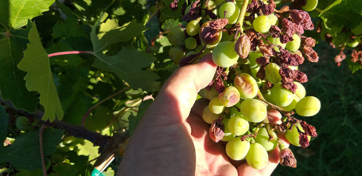 Wet, rainy weather can cause bunch rot in grapes. (Bob Morris)