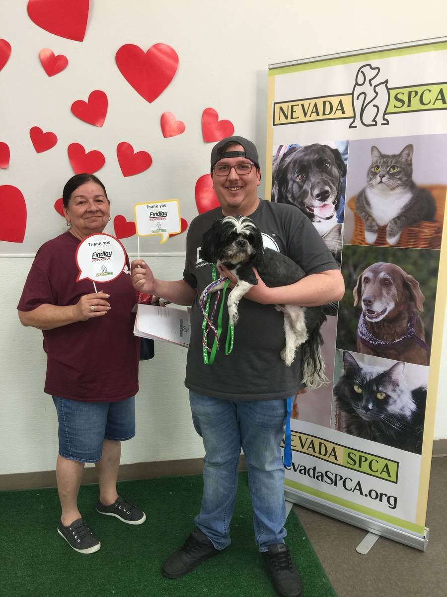 Findlay The Nevada SPCA recently teamed with Findlay Toyota to find homes for 47 animals.