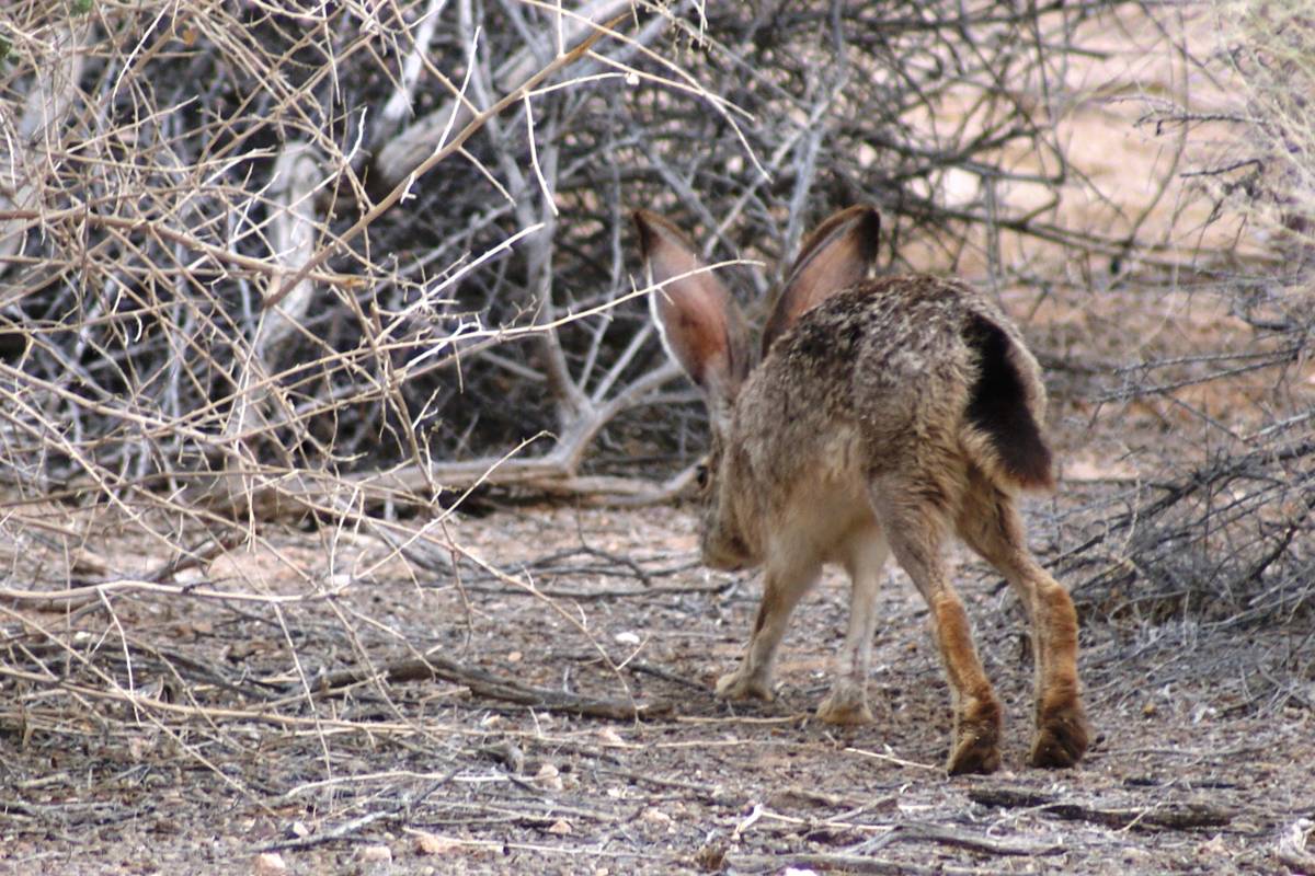 A black-tailed jackrabbit hops into the underbrush Wednesday at Dunes Discovery Area of Sunset ...
