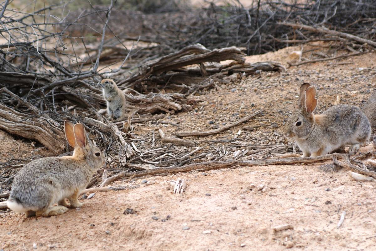 A pair of desert cottontails and a ground squirrel share space Wednesday at Dunes Discovery Are ...