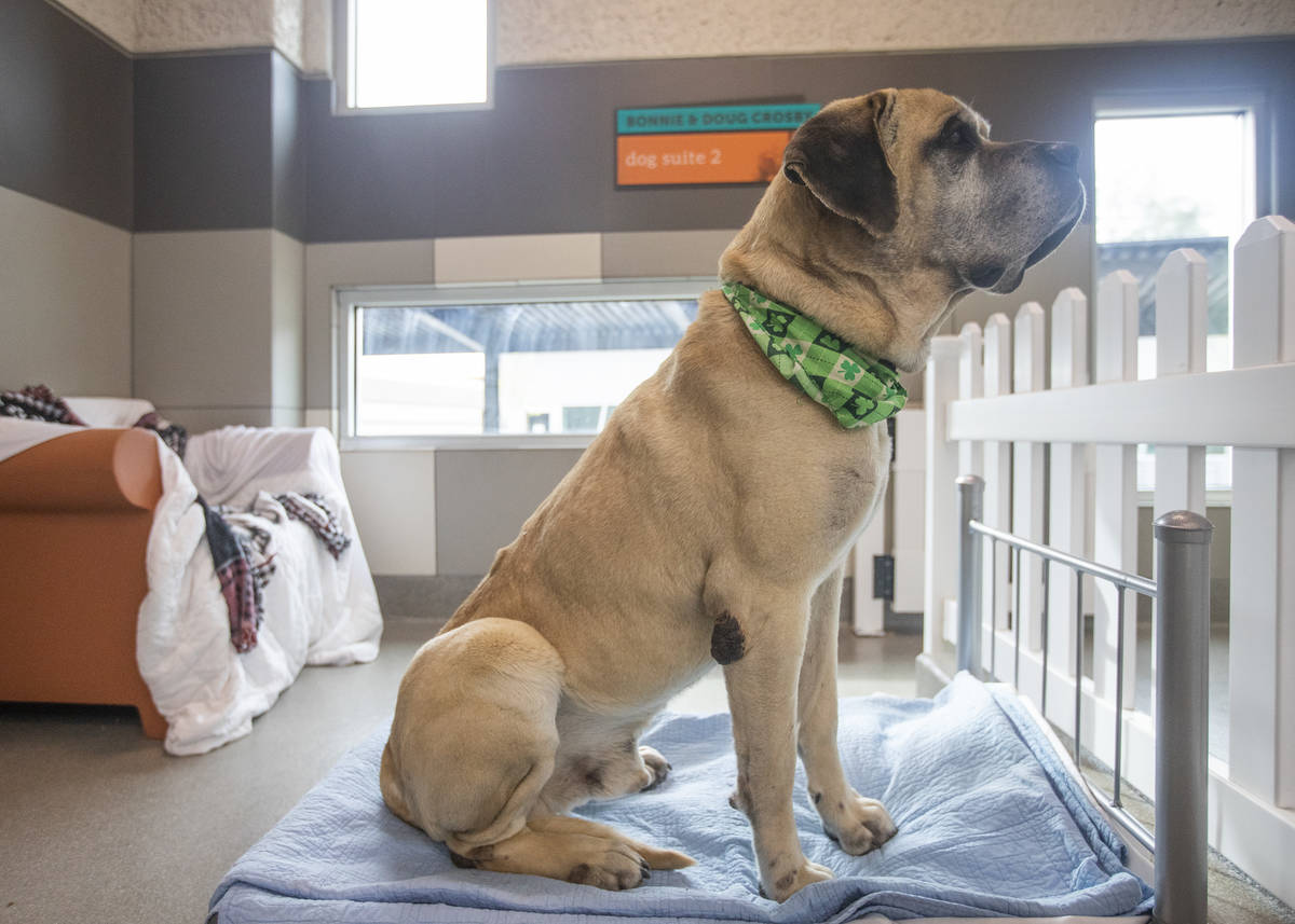 8-year-old dog Carlos has been adopted and awaits his new owners at The Animal Foundation on Th ...