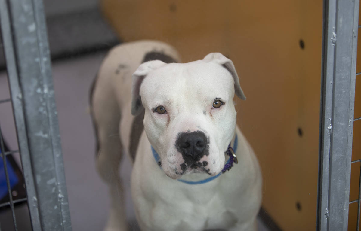 Brian, a 4-year-old, neutered male dog, is available for foster or adoption at The Animal Found ...