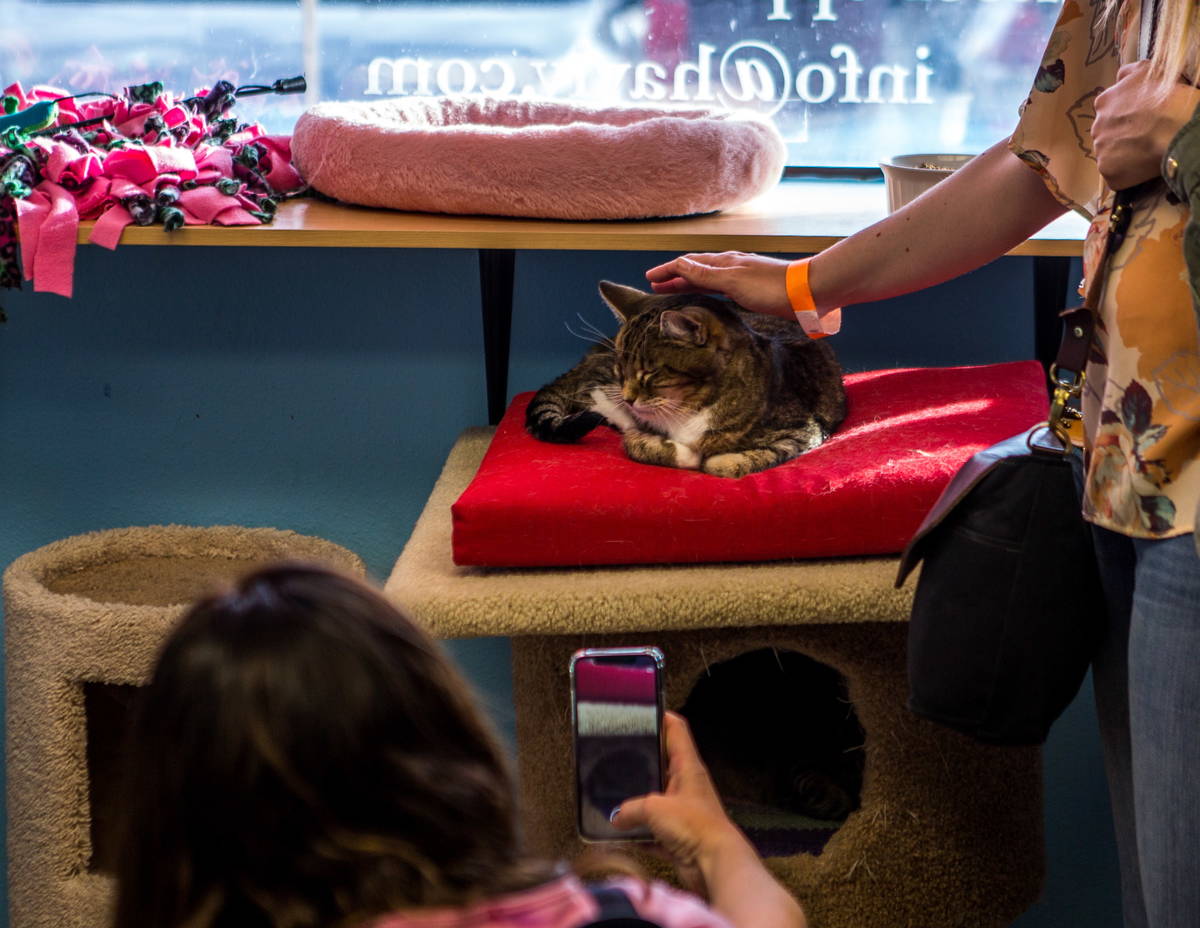 Visitors take photos and play with Mia the cat at a pop-up cat cafe at Hearts Alive Village in ...