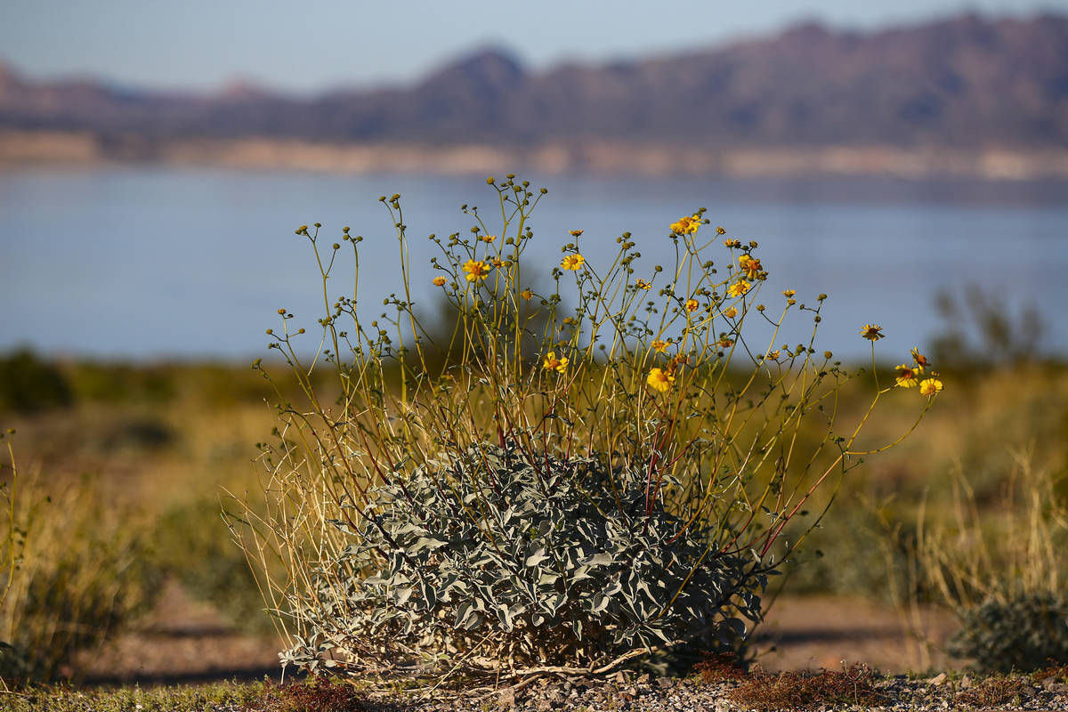 A view of wildflowers near Boulder Beach at Lake Mead National Recreation Area on Wednesday, Ma ...
