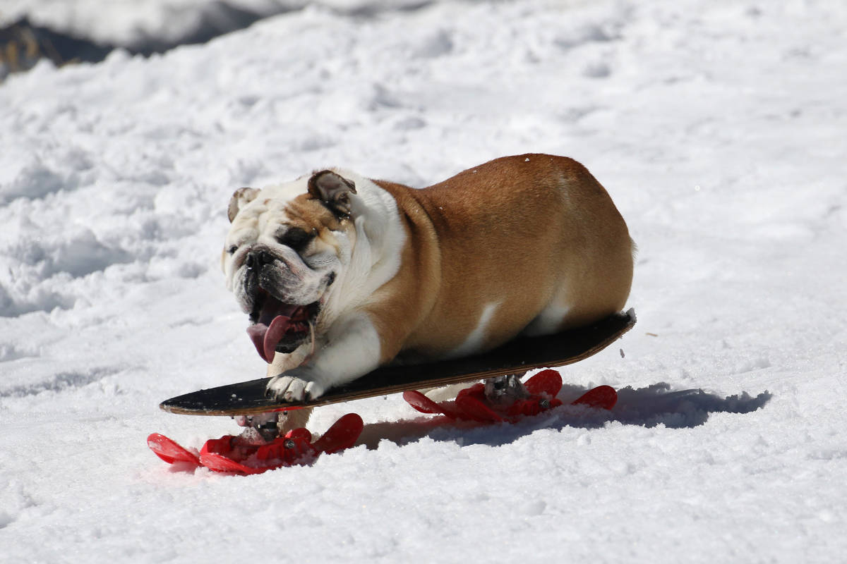English bulldog George sleds down a hill at Lee Canyon on Tuesday, March 24, 2020. (Bizuayehu T ...