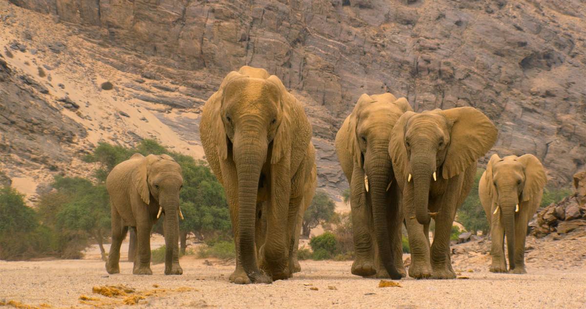 An elephant leads her family through barren lands in Namibia in a scene from "Our Planet." (Jam ...