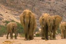 An elephant leads her family through barren lands in Namibia in a scene from "Our Planet." (Jam ...