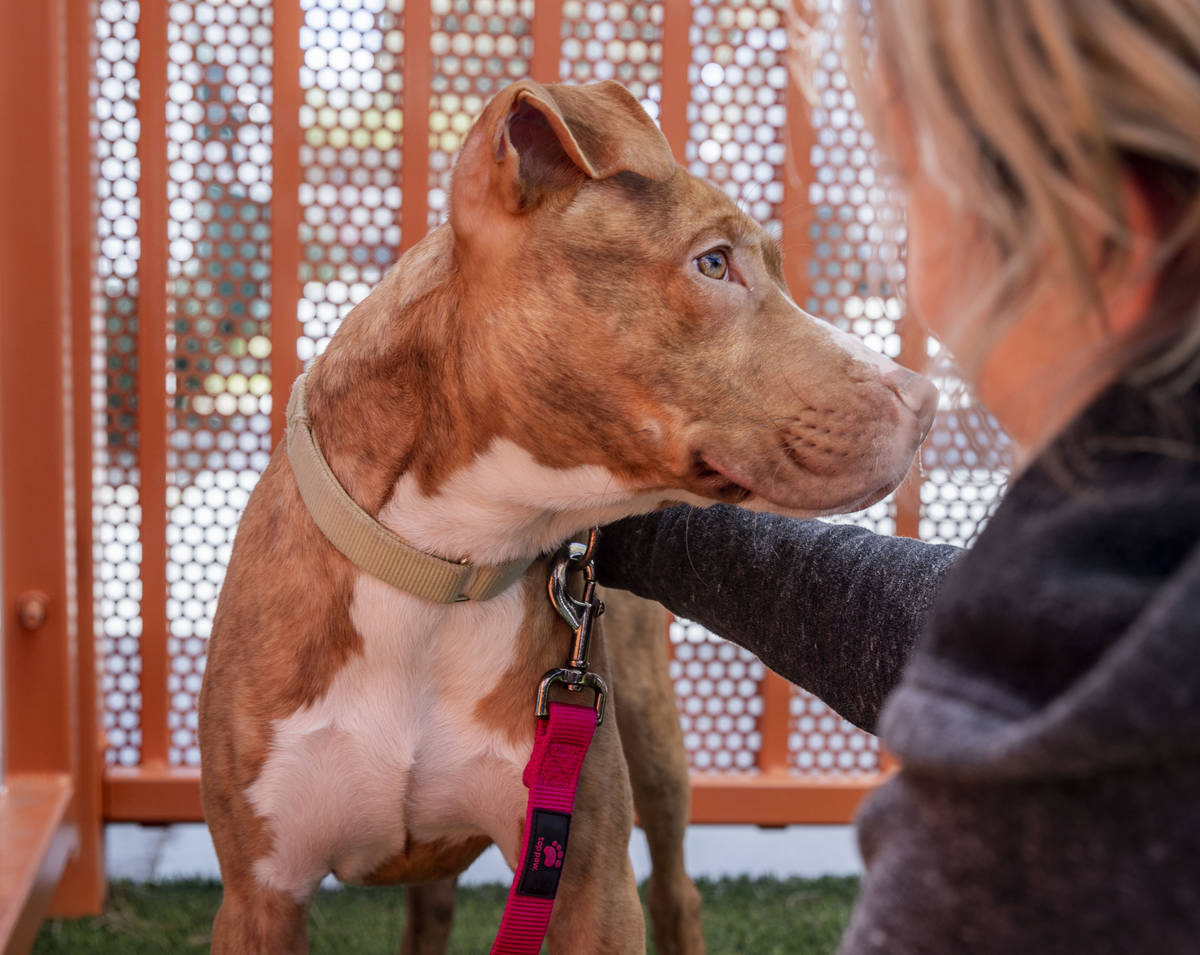 Colleen Finnegan of Las Vegas spends time with her potential new dog, Timmy, at The Animal Foun ...