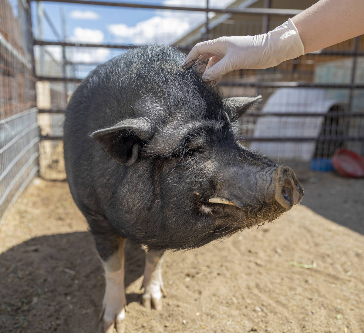 Greg, a pig available for adoption, is pet at his large animal foster parent's home that partne ...